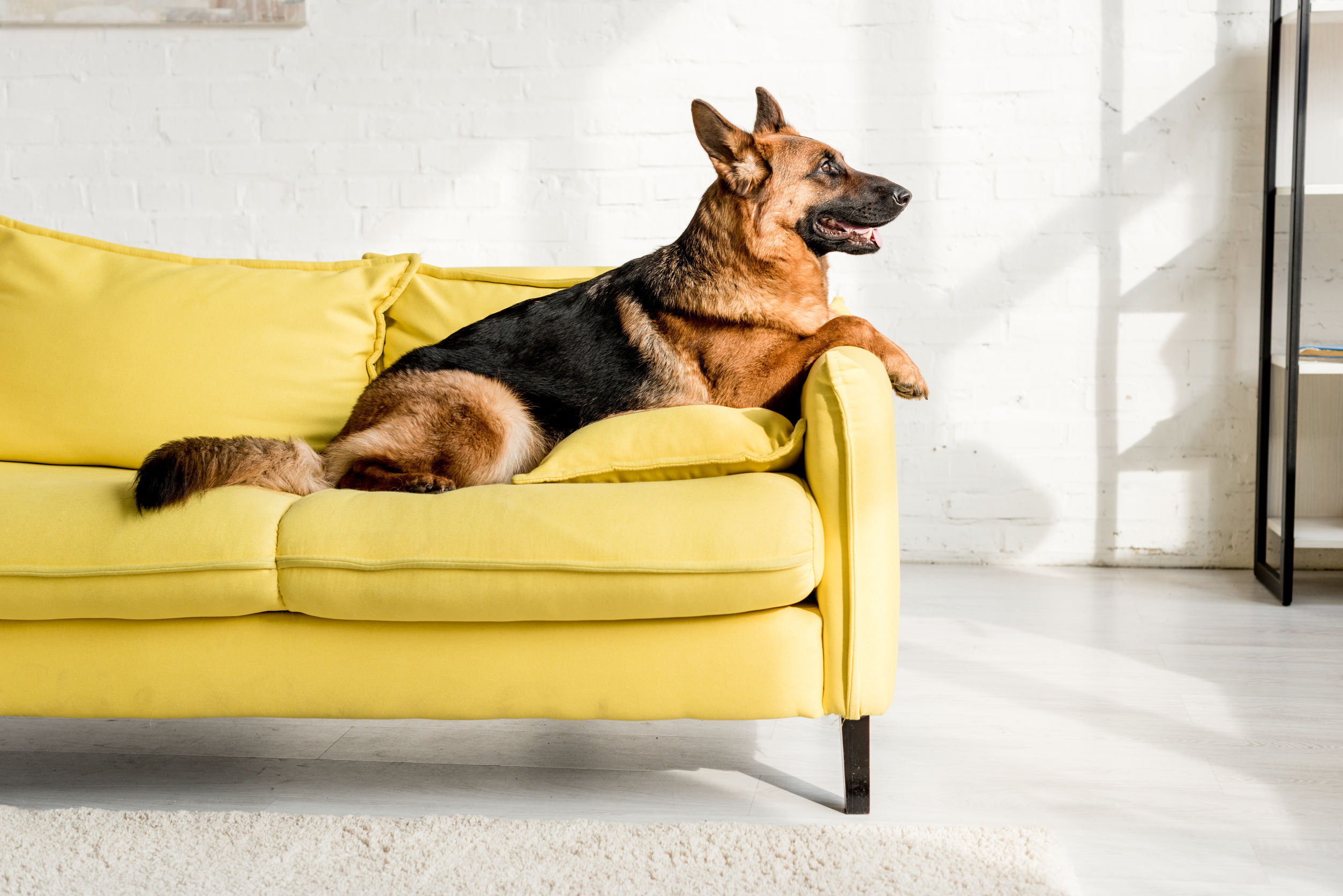 6 Tips for Raising a Dog in an Apartment